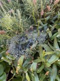 A Delicate Web of Nature