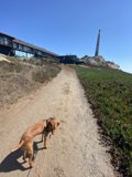 A Vizsla taking a walk down the path