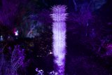 Enchanted Spire