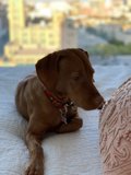 Comfy canine on a cozy bed