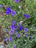 Purple Geranium