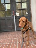 Canine Accessories on a Brick Floor