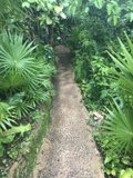 Path Through the Verdant Jungle