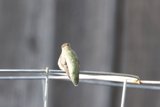 Tiny Perch