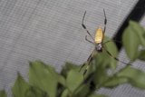 Striped Garden Spider