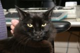 Lap Cat