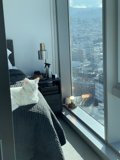 City Catnap