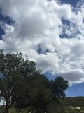 Majestic Tree Under a Cloudy Sky