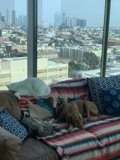 Cozy Living Room Companions