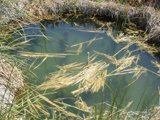 The Lifeless Pond