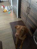 Furry Companion in a Cozy Kitchen