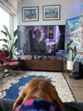 Furry Critic