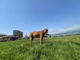 A Ridgeback at the Waterside