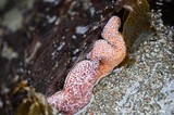 Ochre Sea Star Tucked Between Tidal Rocks