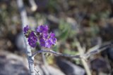 Purple Geranium Flower Blooms on Branch