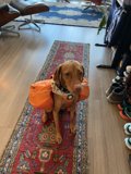 Cozy Puppy on a Hardwood Floor