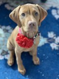 Furry Friend Fashionista