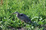Great Blue Heron Hunting in Wetland Vegetation