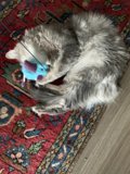 Furry Fun