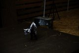 Little Goat's Adventure in Half Moon Bay
