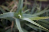 Abstract Botanical Study in Soft Focus