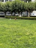 Canine Joy in the Park