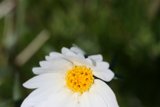 White Daisy with Yellow Center
