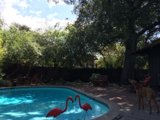 Flamingo Pool Party with Furry Friend