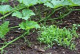 Lush green foliage in fertile soil