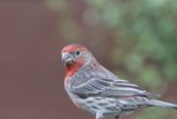 Portrait of a House Finch