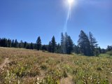 Sun-kissed Field with Towering Trees