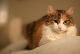 Lazy Day Cat