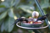The Blackbird Feeder