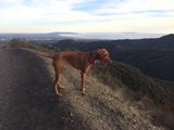 Majestic Vizsla overlooking the valley Caption: An elegant Vizsla stands proudly on a hill, taking in the breathtaking view of the valley below in Westridge-Canyonback Wilderness Park.