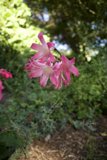 Blooming Delight in San Francisco