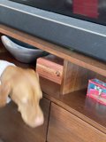 The Canine Decorator