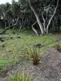 Serene Wilderness in Carmel