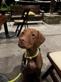 Relaxing with My Leash On