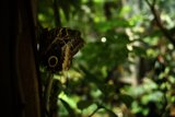 Enchanted Encounter in the Forest