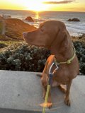 Canine on the Coast