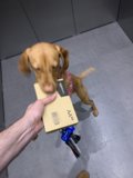 Canine Courier