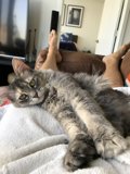 Feline lounging on Furniture