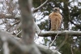 Red-shouldered Hawk Perched on Winter Branch
