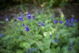 San Francisco's Blooming Blues