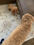 Puppy Playtime on the Couch