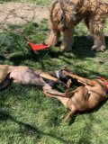 Playtime at Alice's Dog Park