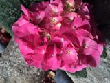 Pink Geranium on Rocky Terrain