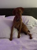 Canine Comfort