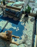 Furry Friends Unwind in Their Living Room Haven