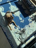Furry Friends in the Living Room
